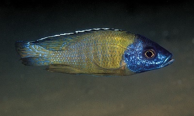 Aulonocara sp. 'jalo' Jalo Reef